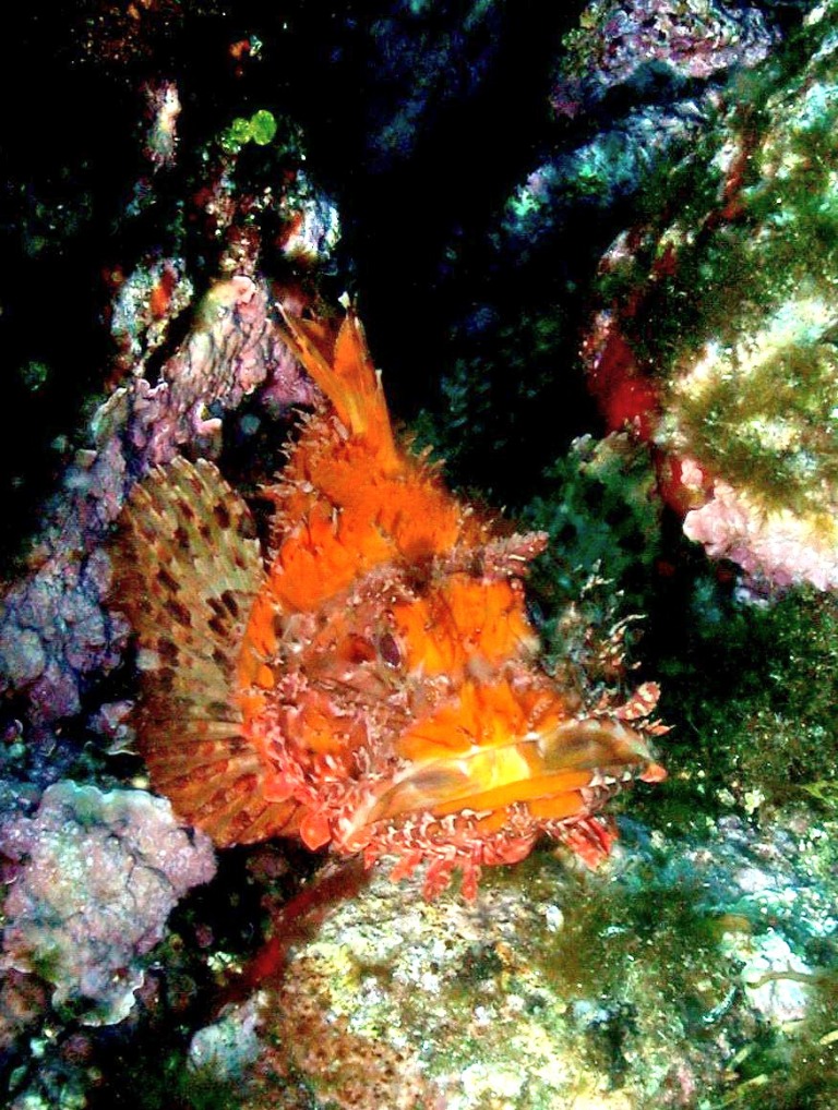Scorpaena scrofa livrea gialla